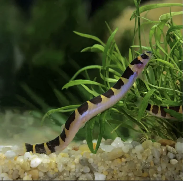 Freshwater Aquarium Eel Like Fish
