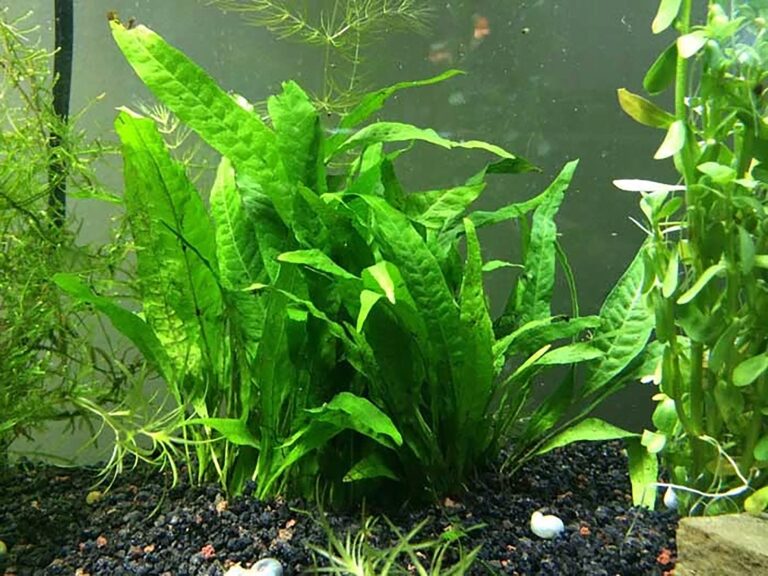 How To Plant Java Fern In Aquarium