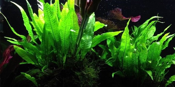 Low Light Aquarium Plants