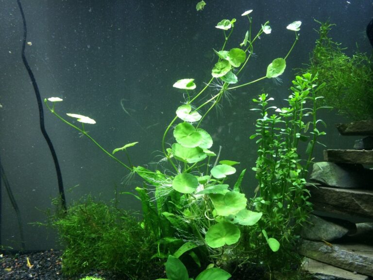 Pennywort Aquarium Plant