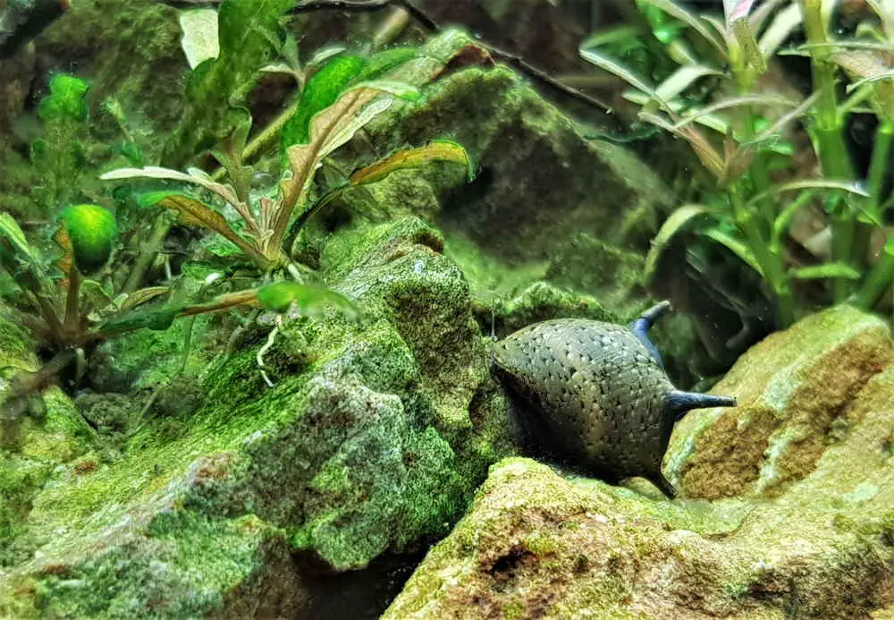 0Best Snails for Aquarium Algae