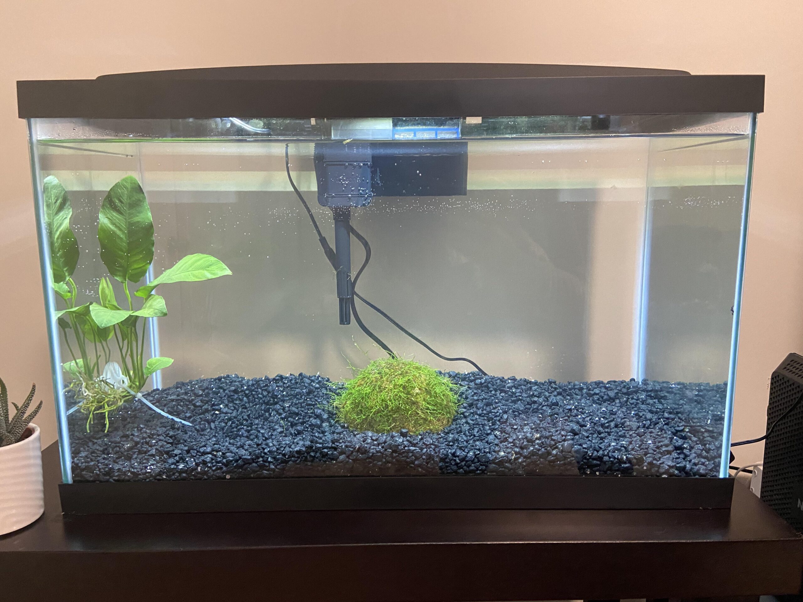 Aquarium Live Plants Best for Betta Fish