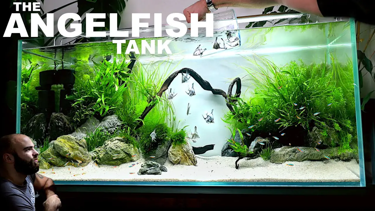 Best Aquarium Lighting for Freshwater Angel Fish