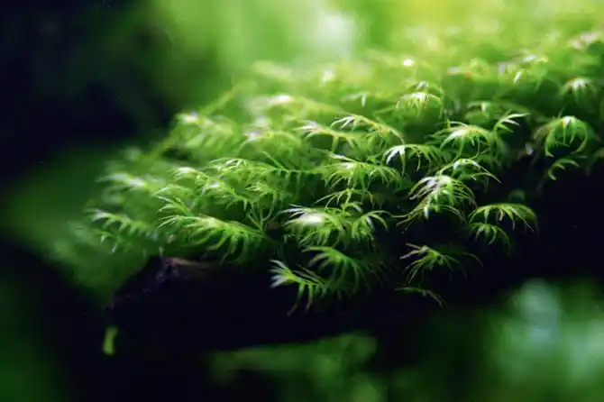 Best Aquarium Mosses