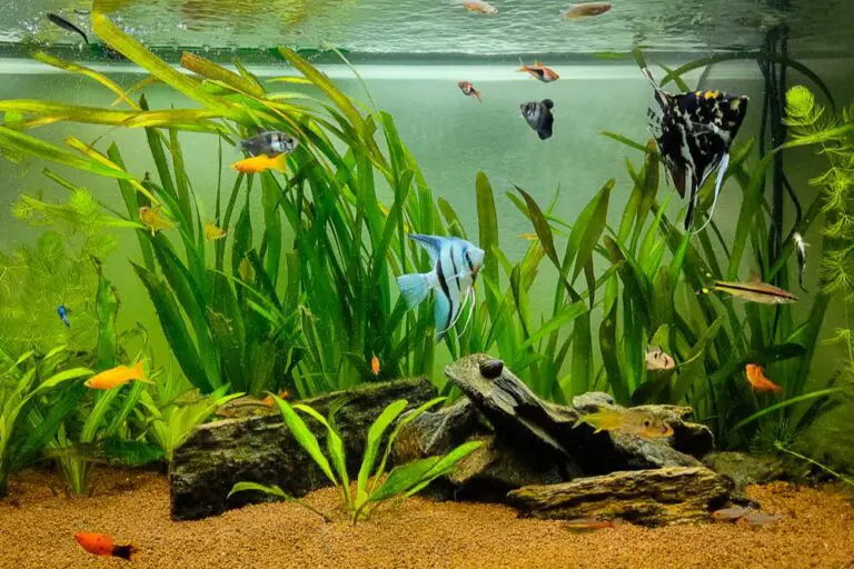 Best Aquarium Plants for Nitrate: Top Picks for Cleaner Tanks