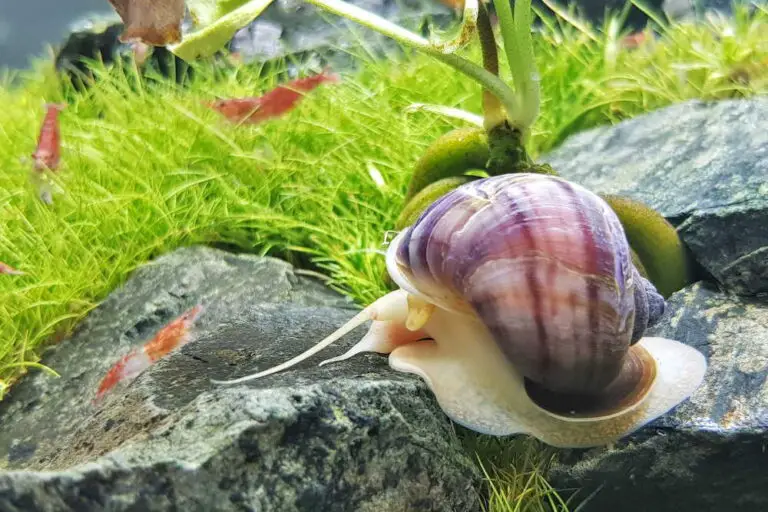 Best Aquarium Snail: Top Picks for a Clean and Healthy Tank