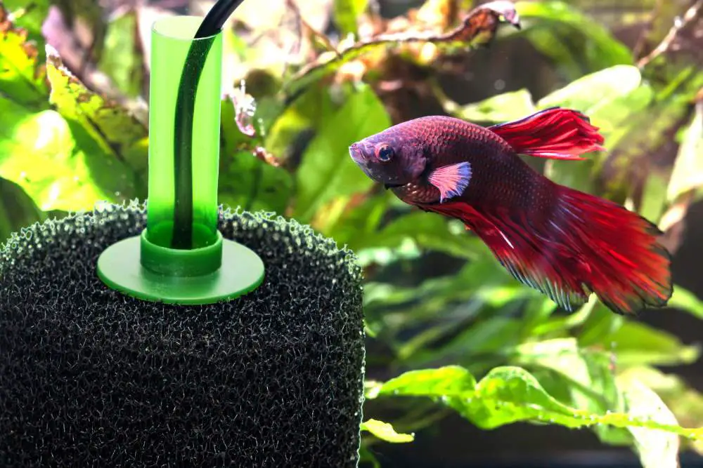 Best Aquarium Sponge Filter