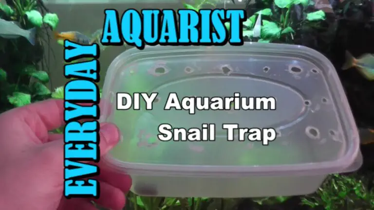 Best Bait for Snail Trap in Aquarium: Ultimate Guide