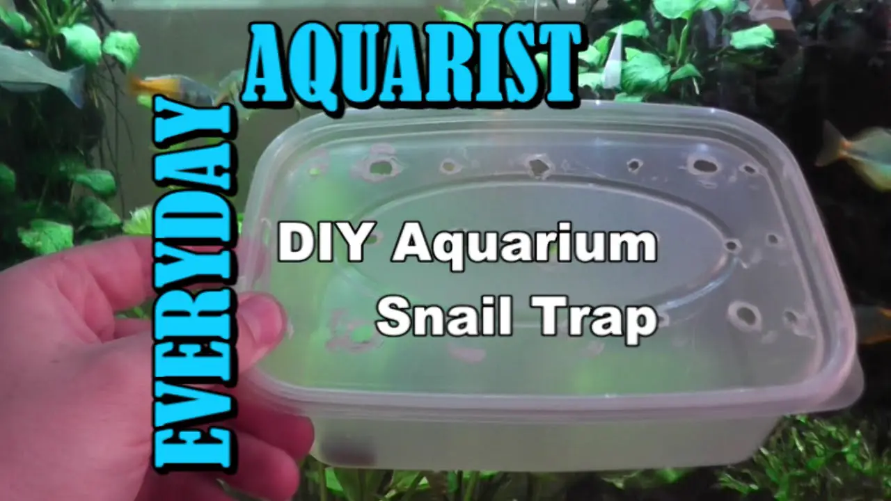 Best Bait for Snail Trap in Aquarium