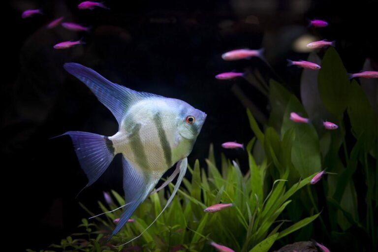 Best Beginner Freshwater Aquarium Fish: Top 10 Easy Picks