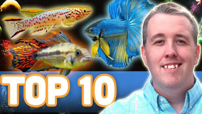 Best Fish for 10 Gallon Aquarium: Top Picks for Vibrant Tanks