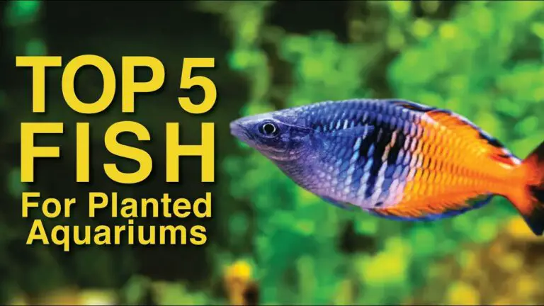 Best Fish for Planted Aquarium: Top Species for Vibrant Tanks