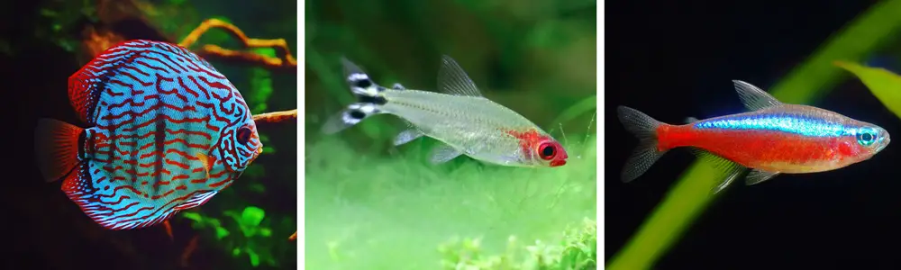 Best Freshwater Aquarium Fish