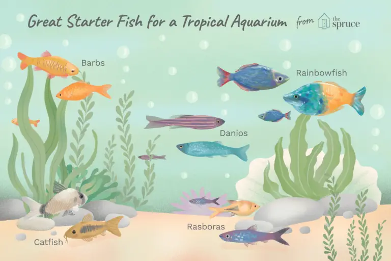 Best Freshwater Fish for Beginners Aquarium: Top 10 Easy Choices
