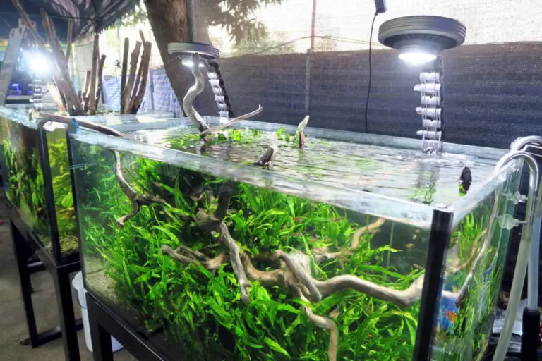 Best LED for Freshwater Aquarium: Enhance Your Aquatic Haven