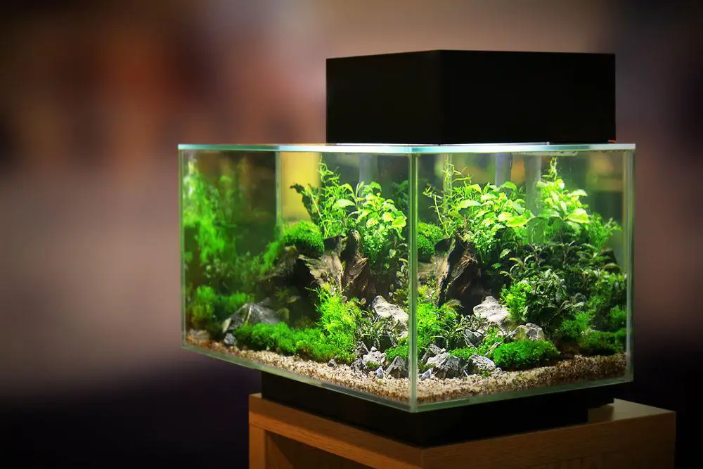 Best Lighting for Aquarium Plants