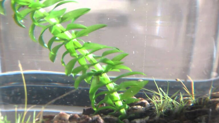 Best Oxygen Producing Aquarium Plants: Boost Tank Health