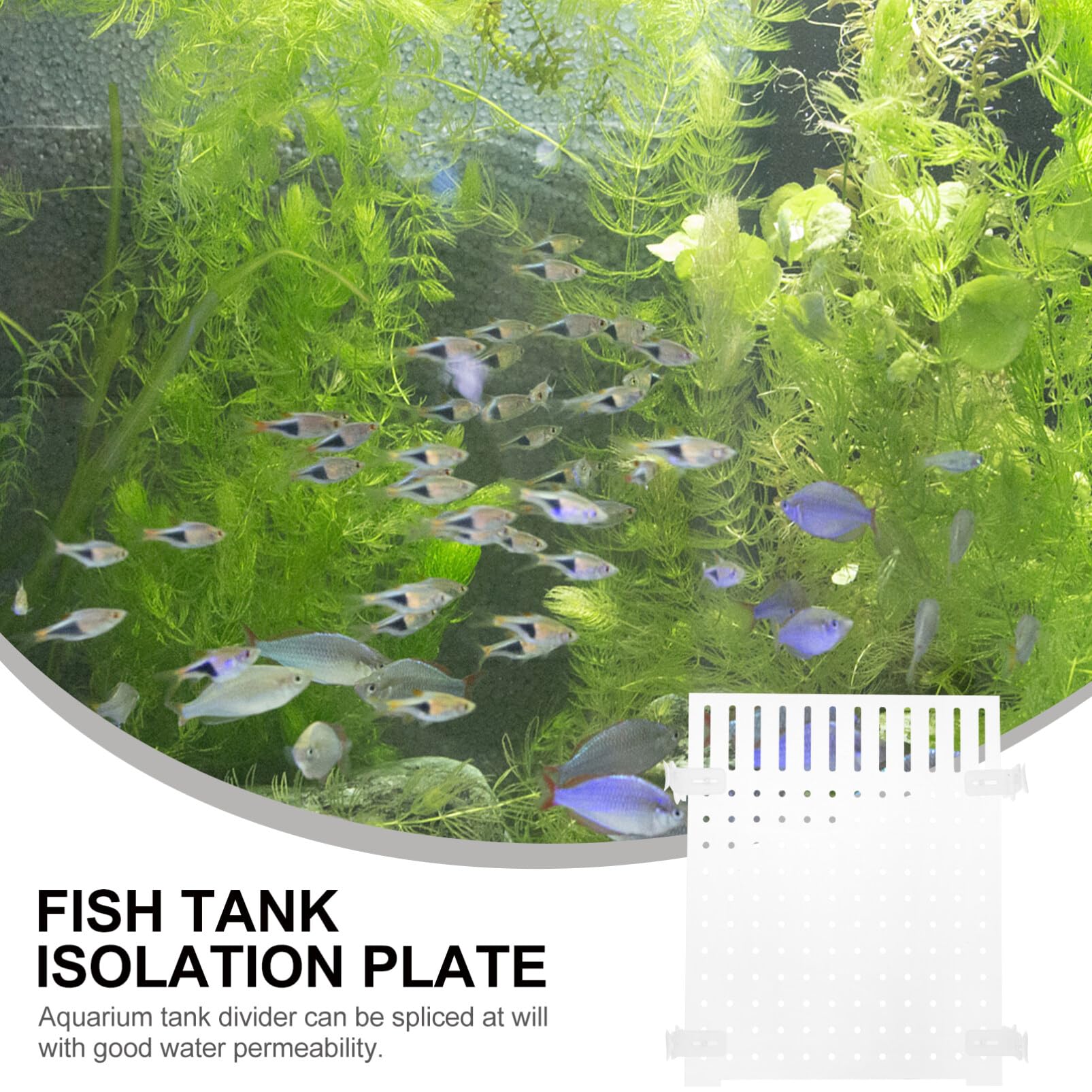 Best Plats to Fight Aquarium Algae