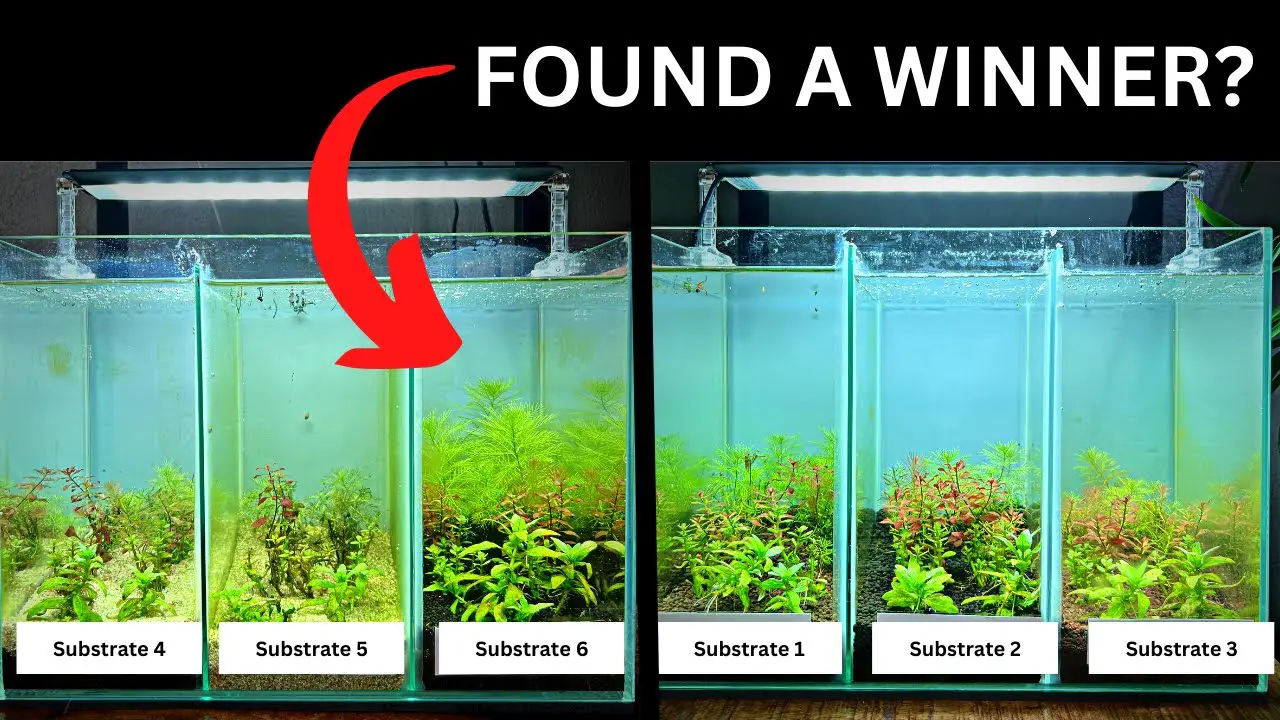 Best Substrate for Planted Aquarium