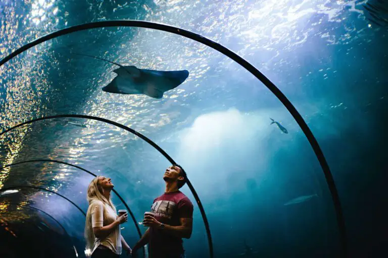 The Best Aquarium: Ultimate Guide to Stunning Aquatic Displays