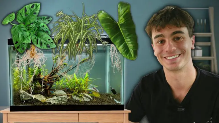 What are the Best Plants to Filter an Aquarium: Top Picks Revealed