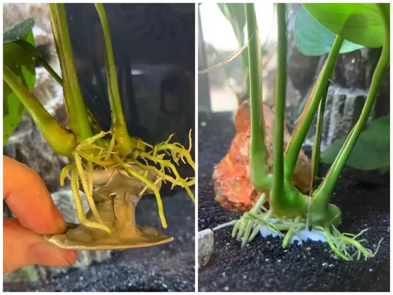 Aquarium Plant Rhizome: Transform Your Tank with Lush Greenery