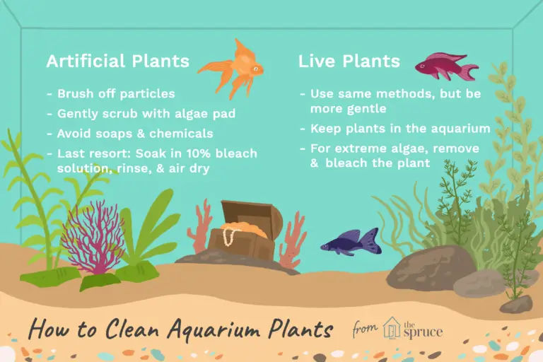 How to Disinfect Aquarium Plants: Expert Tips for Clean Tanks